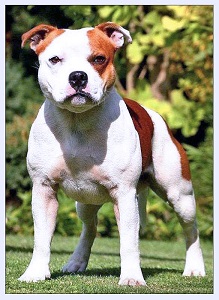 стаффордширский бультерьер